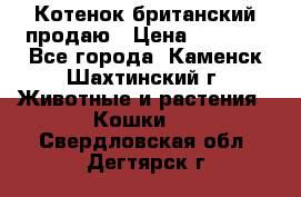 Котенок британский продаю › Цена ­ 3 000 - Все города, Каменск-Шахтинский г. Животные и растения » Кошки   . Свердловская обл.,Дегтярск г.